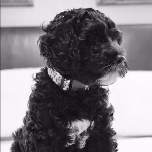 Meet your Posher, Lilly